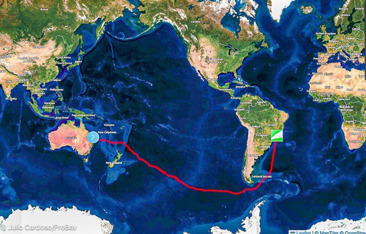 Foto-identificação em Ilhabela integra estudo internacional sobre travessias recordes de baleias-jubarte (5) - imagens Júlio Cardoso @zexjulio1
