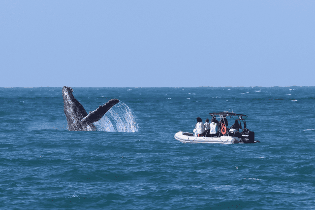 Ilhabela abre inscrições para Oficina de Boas Práticas de Observação de Baleias – Foto de Rafa Mesquista