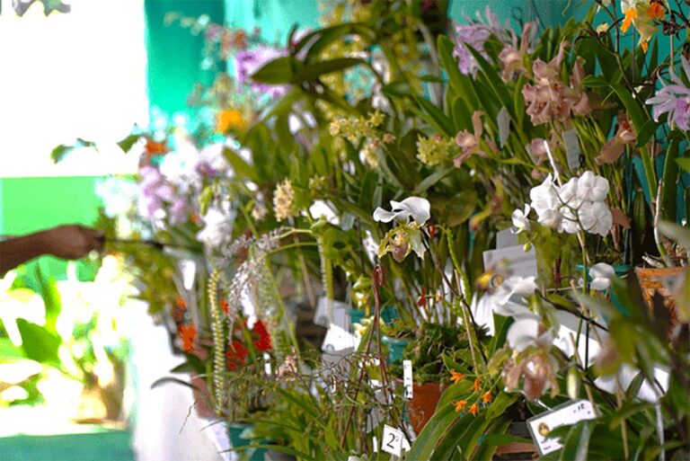 Prefeitura de Ilhabela divulga programação especial em homenagem ao Dia das Mães copiar
