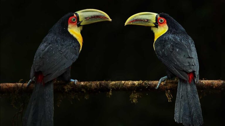 Ilhabela será destaque pelo segundo ano consecutivo na Global Birdfair – Foto de Antonio Amaral (3) b
