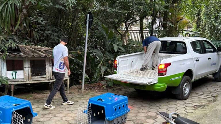 Prefeitura de Ilhabela resgata cadelas vítimas de maus-tratos e reforça atuação permanente na proteção animal b