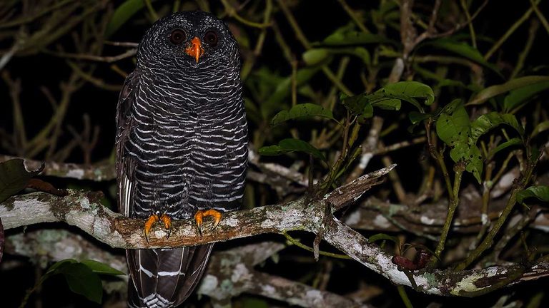 Créditos da imagem Antonio Amaral_8ª Edição da Bird Week terá passeios gratuitos para observar aves em Ilhabela (1) b