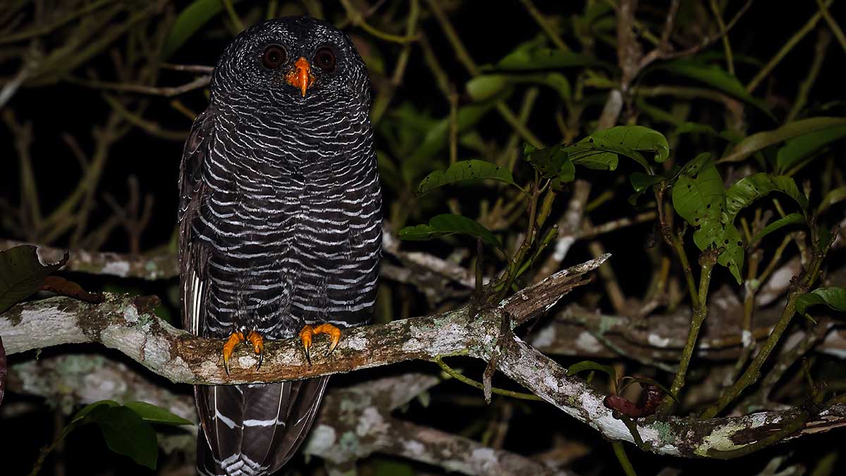 Créditos da imagem Antonio Amaral_8ª Edição da Bird Week terá passeios gratuitos para observar aves em Ilhabela (1) b