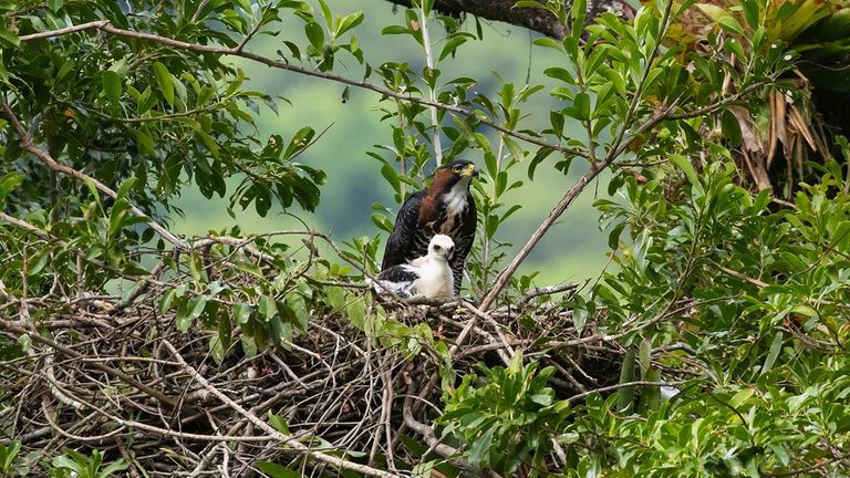 Ilhabela Bird Week promove exposição fotográfica “Aves de Ilhabela” – Foto de Fernando Moraes b