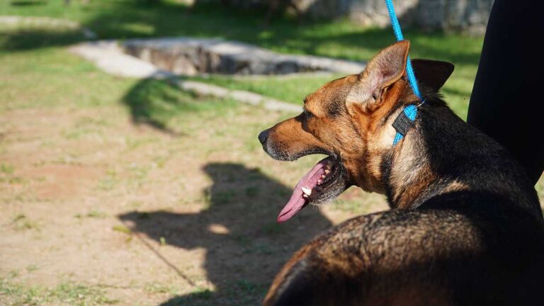 Um passeio pode mudar uma vida – campanha do Centro de Referência Animal de Ilhabela conquista moradores e dá uma nova chance aos cães do município (2) b