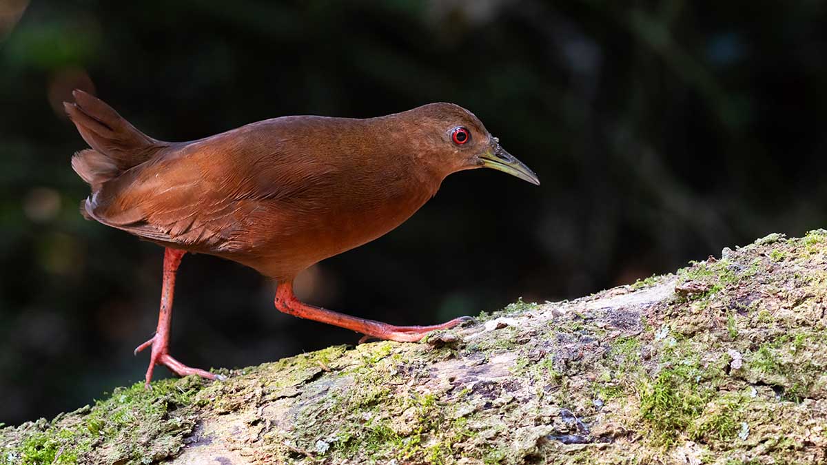 Ilhabela recebe Bird Week a partir da próxima segunda-feira (21), com atividades gratuitas – Foto de Fernando Moraes (1) B