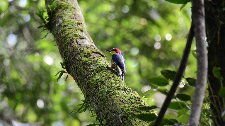 Bird Week atrai 4,4 mil pessoas e fortalece o turismo de natureza em Ilhabela (4) b