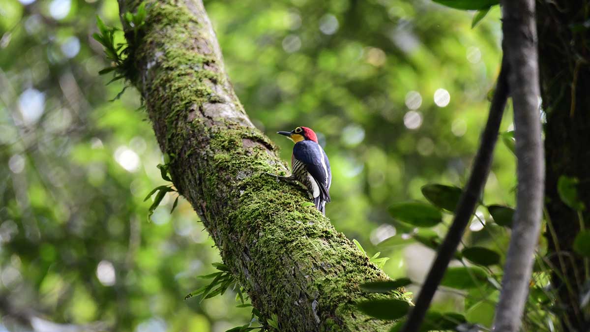 Bird Week atrai 4,4 mil pessoas e fortalece o turismo de natureza em Ilhabela (4) b